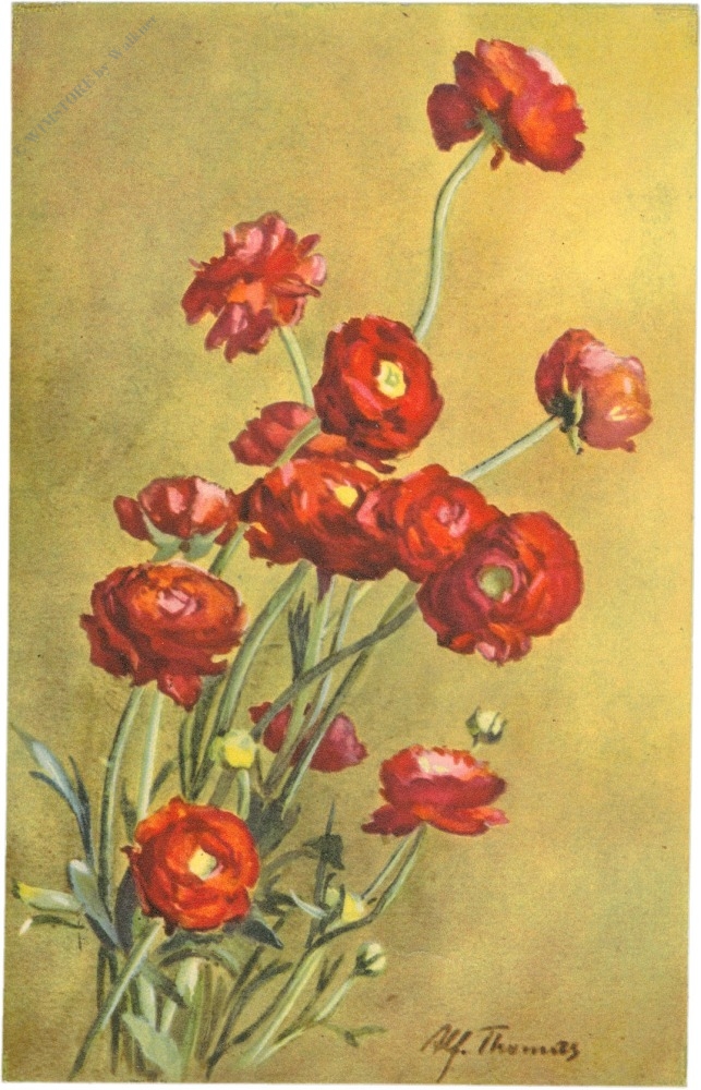 rote blumen
