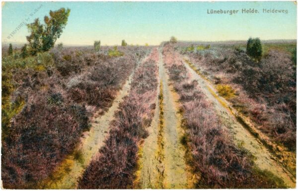 lüneburger heide, heideweg