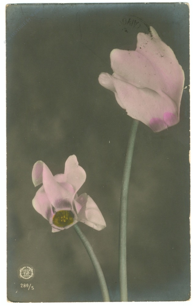 cyclamenblüten
