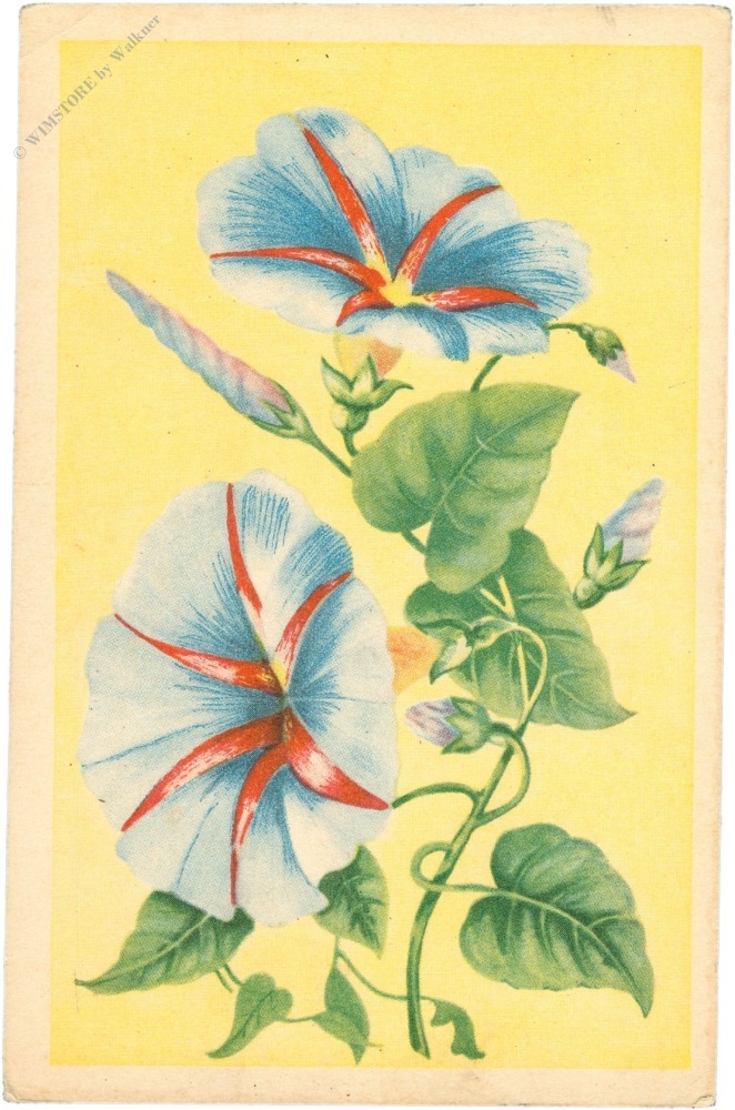 trichterwinde