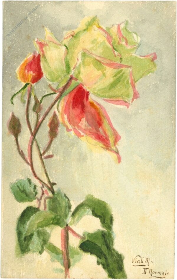rose