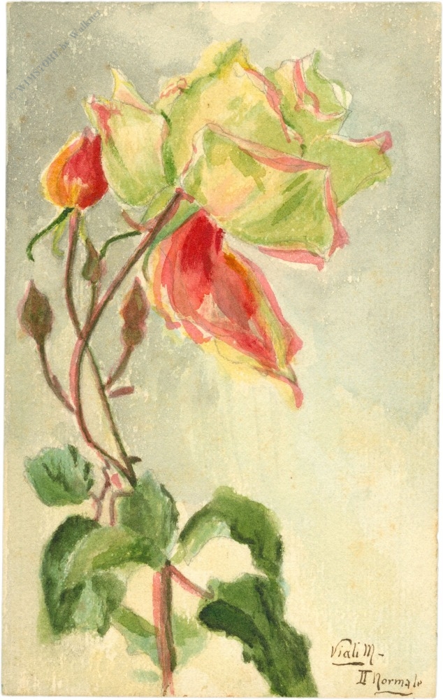 rose