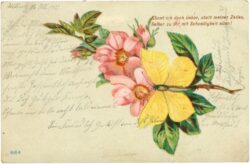 blüten mit schmetterling, vers