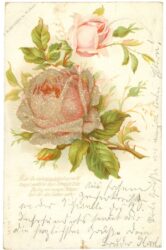 rose, mit glitzernden steinen überzogen