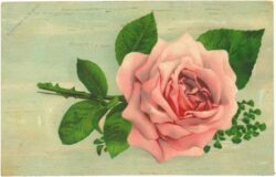 rose