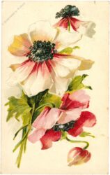 anemonen anemonen