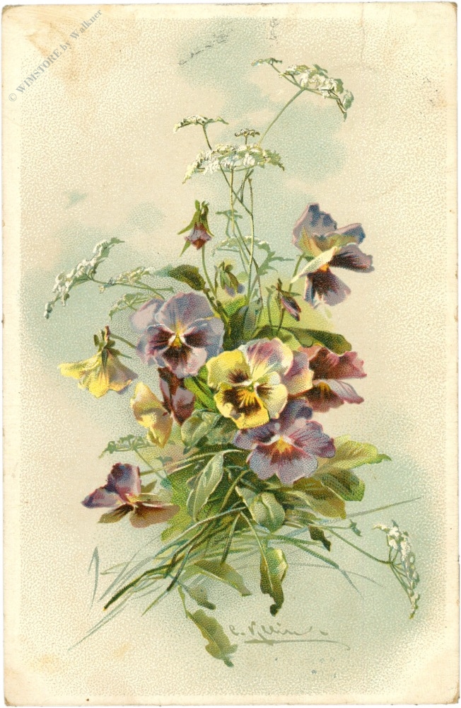 hornveilchen hornveilchen