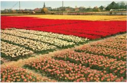 holland, tulpenfelder