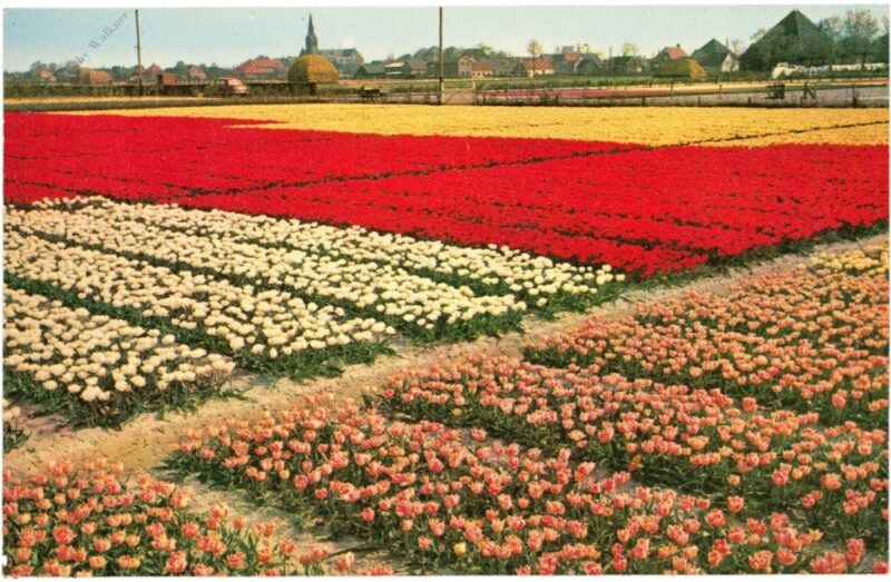holland, tulpenfelder holland, tulpenfelder