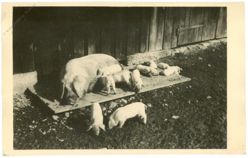 mutterschwein mit ferkel mutterschwein mit ferkel
