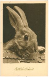 ostern, hase ostern, hase