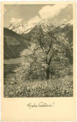 ostern, blühende alm