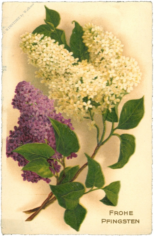 pfingsten, fliederblüten pfingsten, fliederblüten