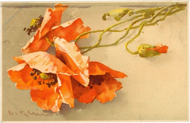 mohnblumen mohnblumen