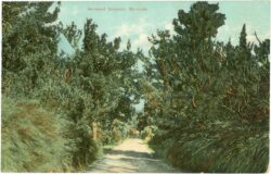 bermuda, norwood grounds