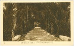 elche, huerto del curo elche, huerto del curo