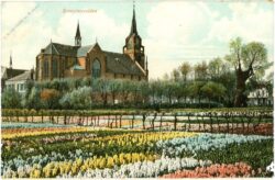 amsterdam, hyazinthenfeld