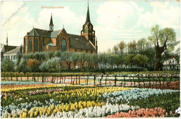 amsterdam, hyazinthenfeld