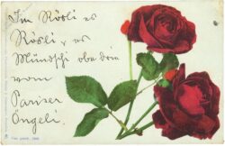 rosen