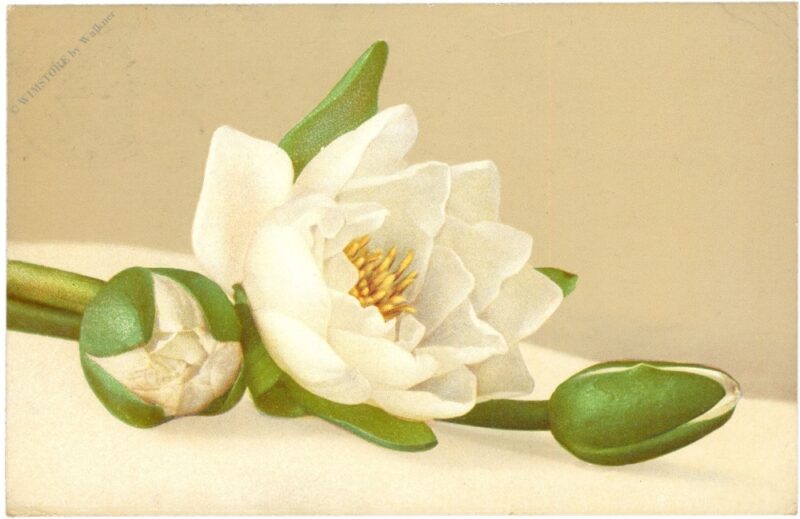 seerose seerose