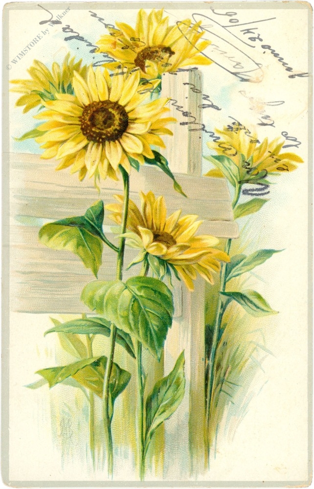 sonnenblumen sonnenblumen