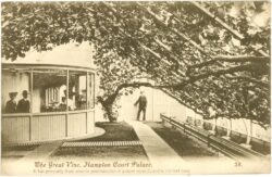 london, hampton court palace, the greate vine