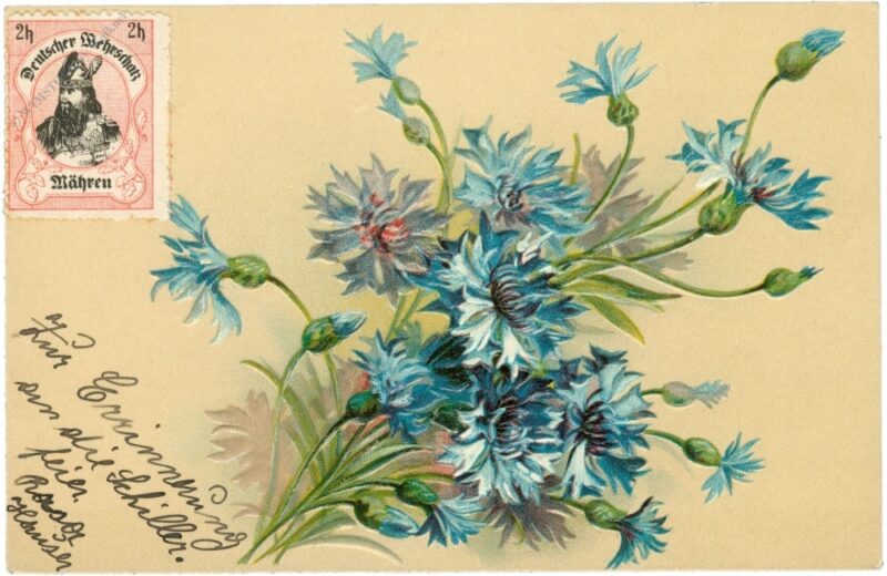 kornblumen kornblumen