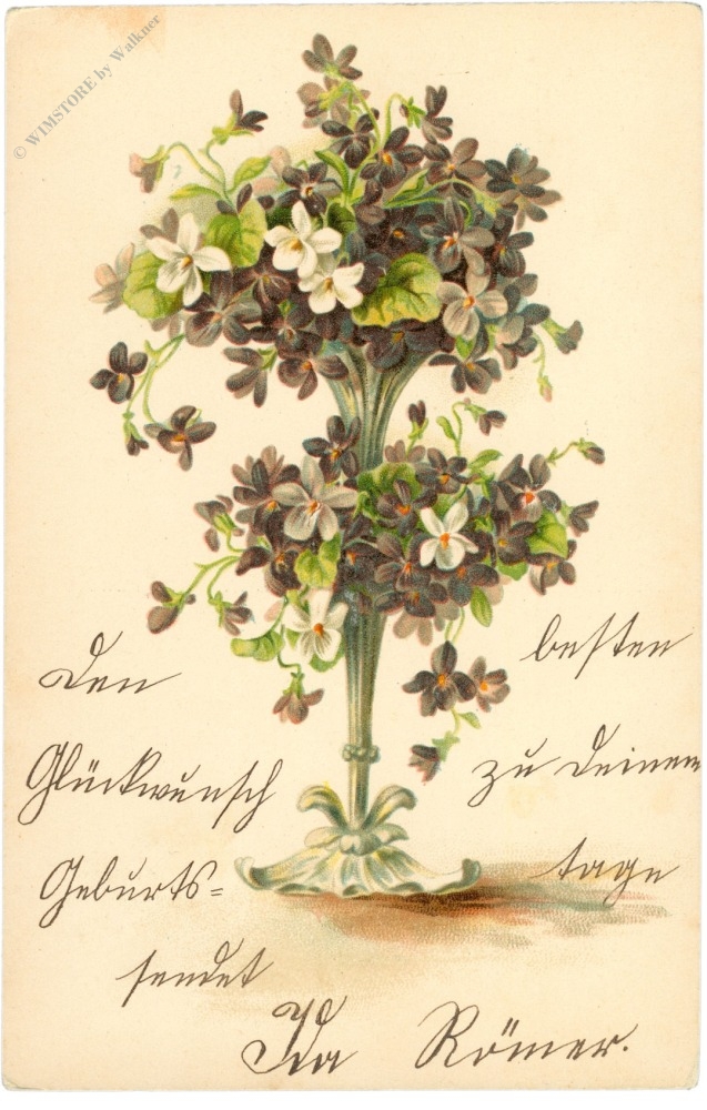 veilchen veilchen