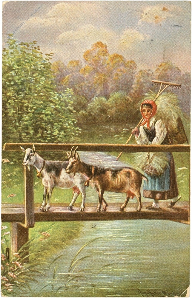 ziegen ziegen