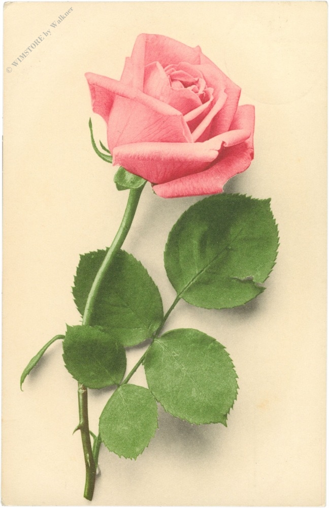 rosa rose rosa rose
