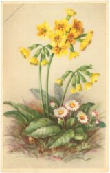 schlüsselblume schlüsselblume