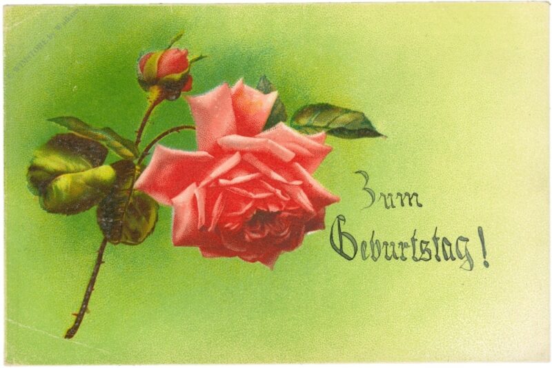 geburtstag, rose geburtstag, rose