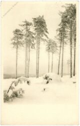 bäume im winter bäume im winter