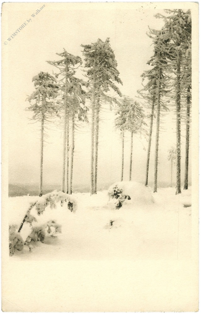 bäume im winter