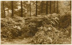 adlerfarn (bracken)