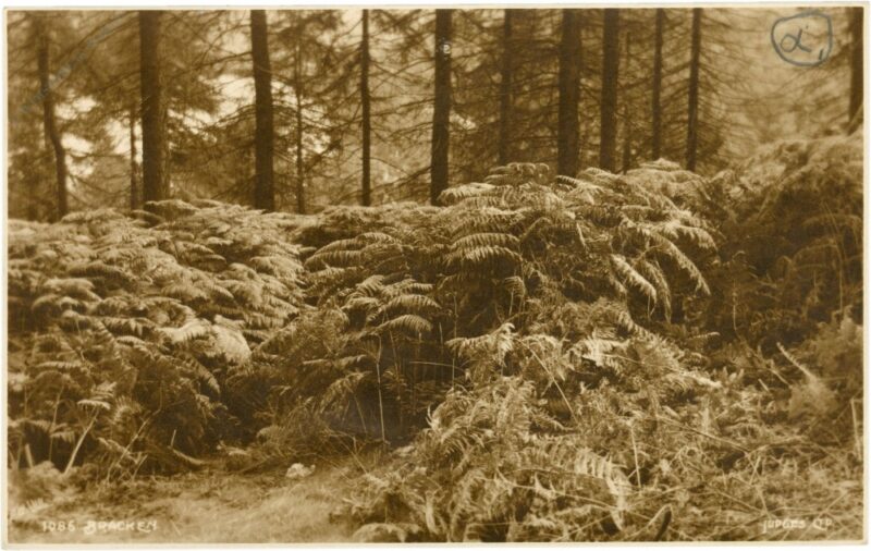 adlerfarn (bracken)