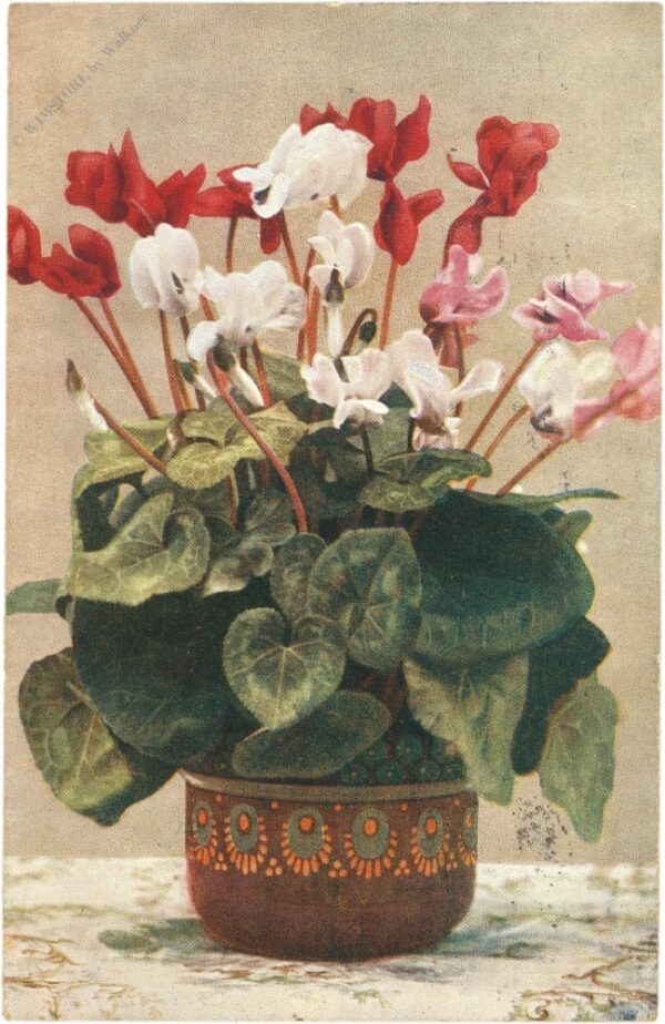 cyclamen cyclamen