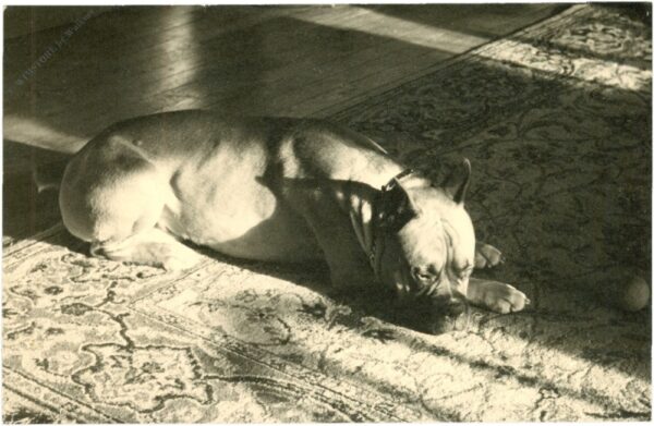 schlafender hund schlafender hund