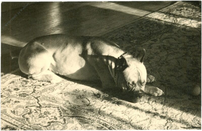 schlafender hund schlafender hund