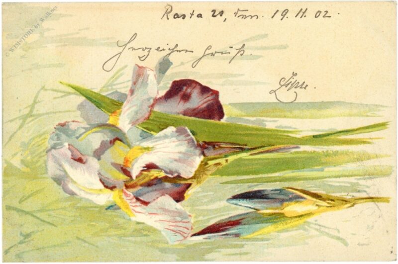 iris