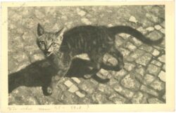 katze katze