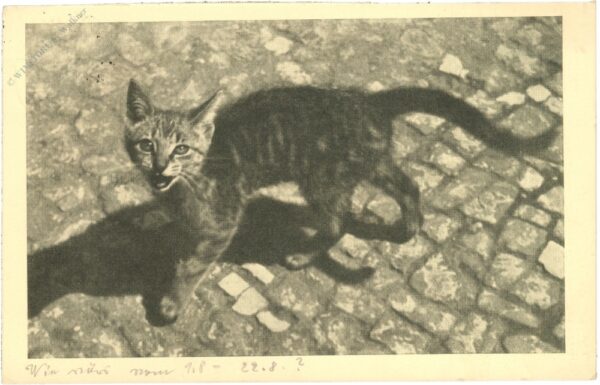katze katze