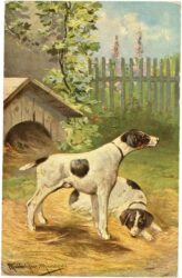 zwei hunde zwei hunde