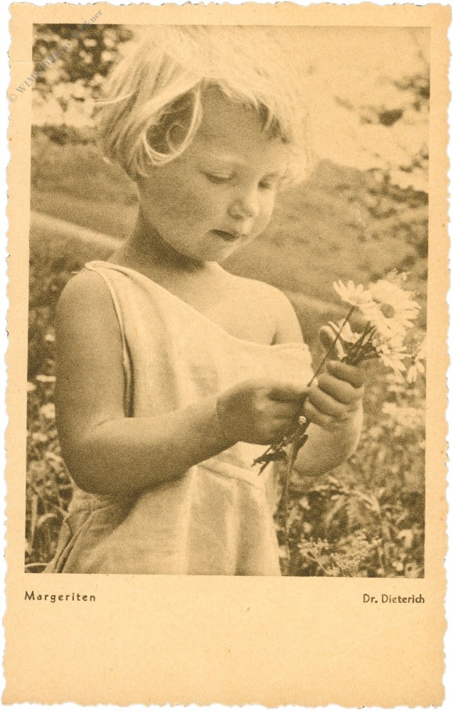 margeriten margeriten