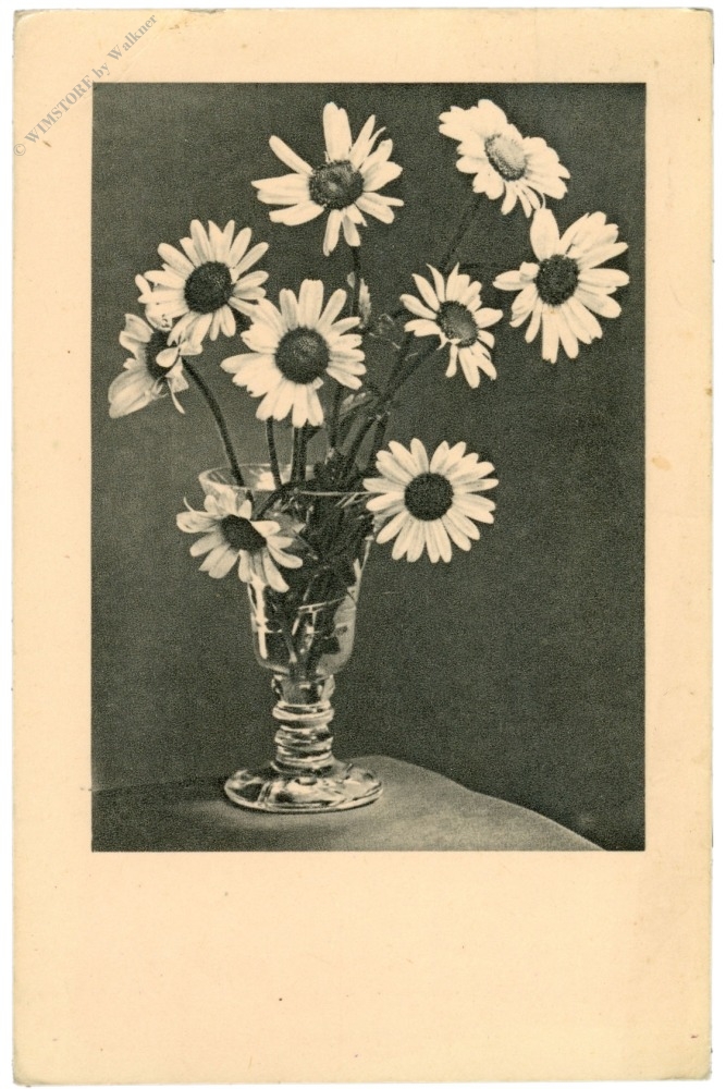 margeriten margeriten