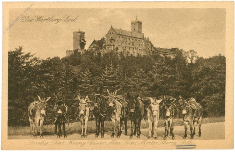 die wartburg esel die wartburg esel