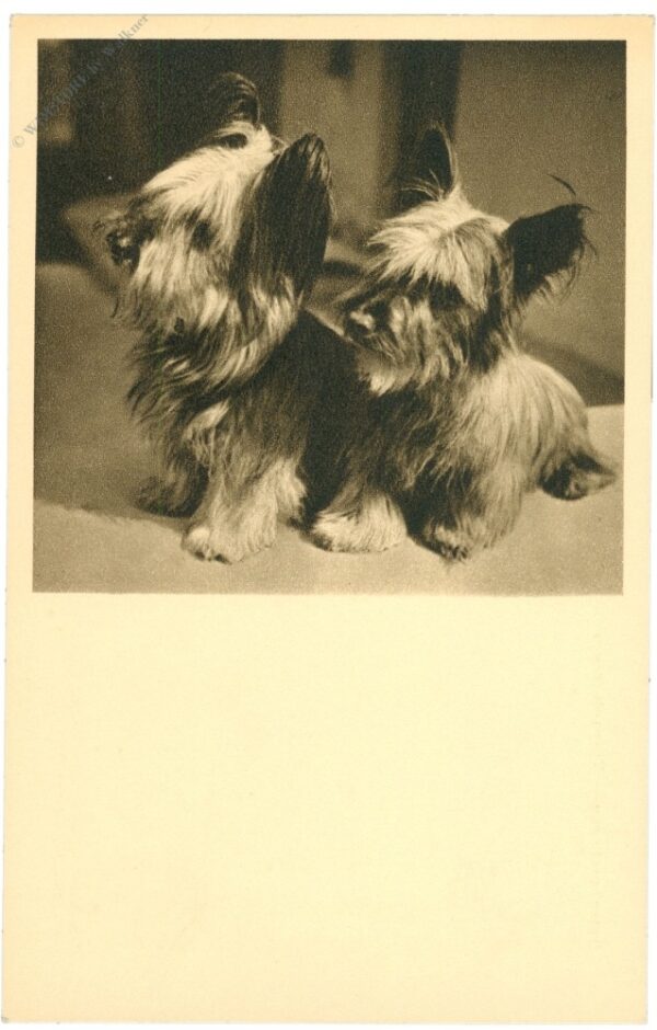 yorkshire terrier