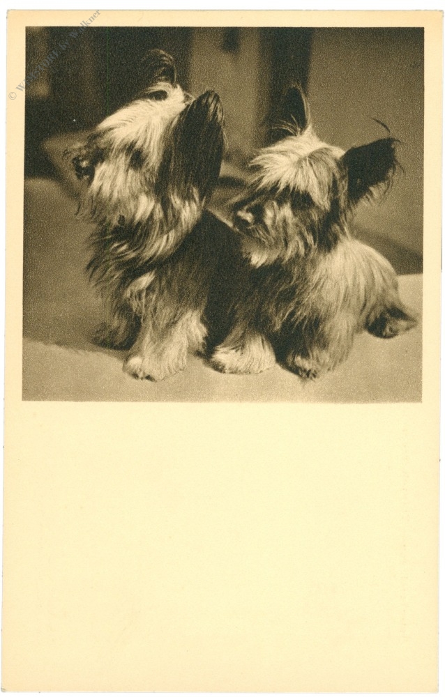 yorkshire terrier yorkshire terrier