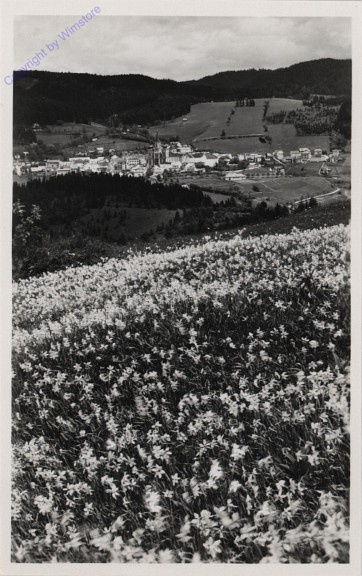 ak102361 Mariazell, Narzissenwiese