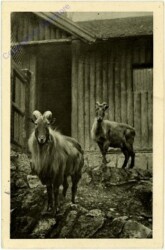 Wien 13, Schönbrunn, Menagerie, Tharziege